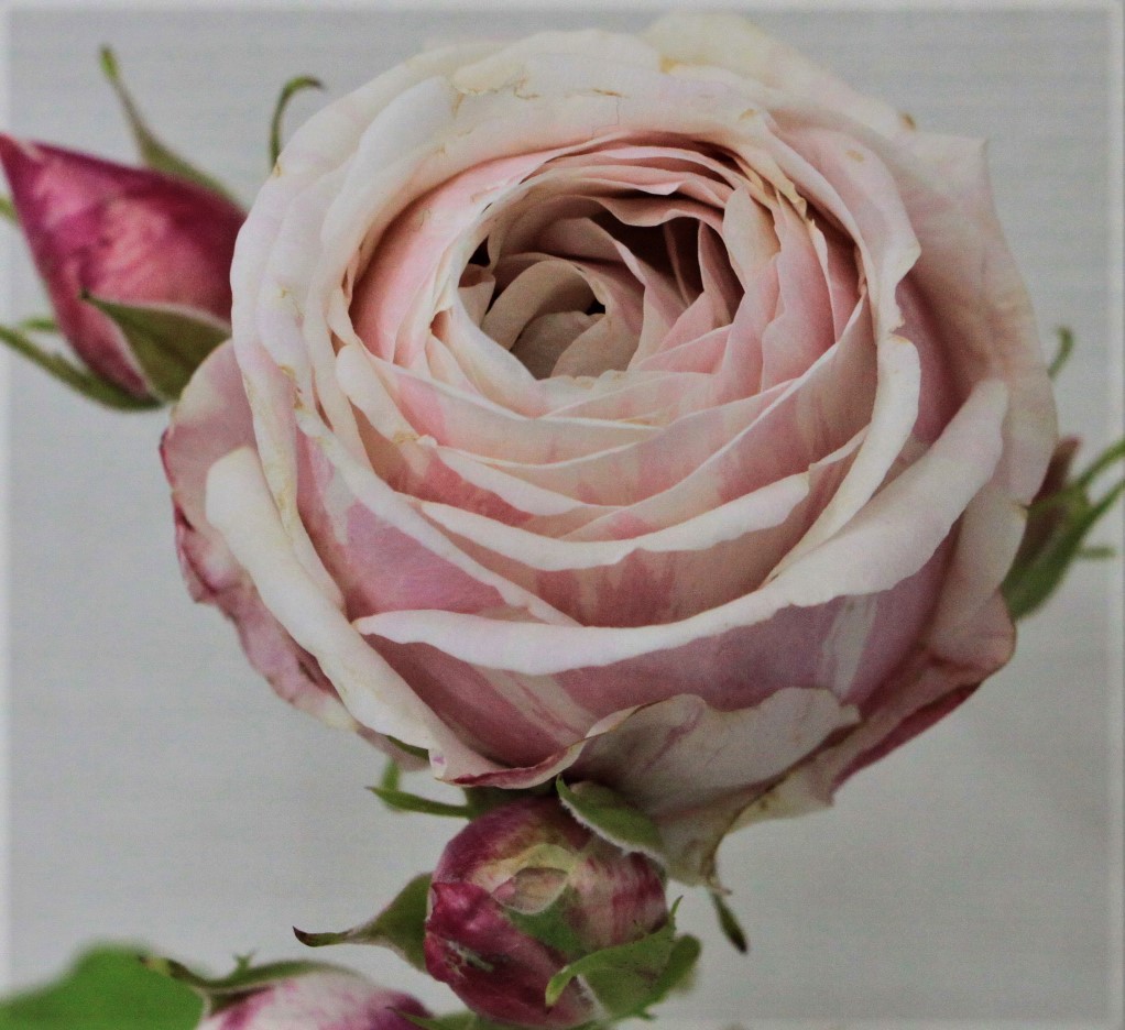 ばら遊人 ｄｅｌ社 ビエドゥー 接木苗 バラ 売買されたオークション情報 Yahooの商品情報をアーカイブ公開 オークファン Aucfan Com