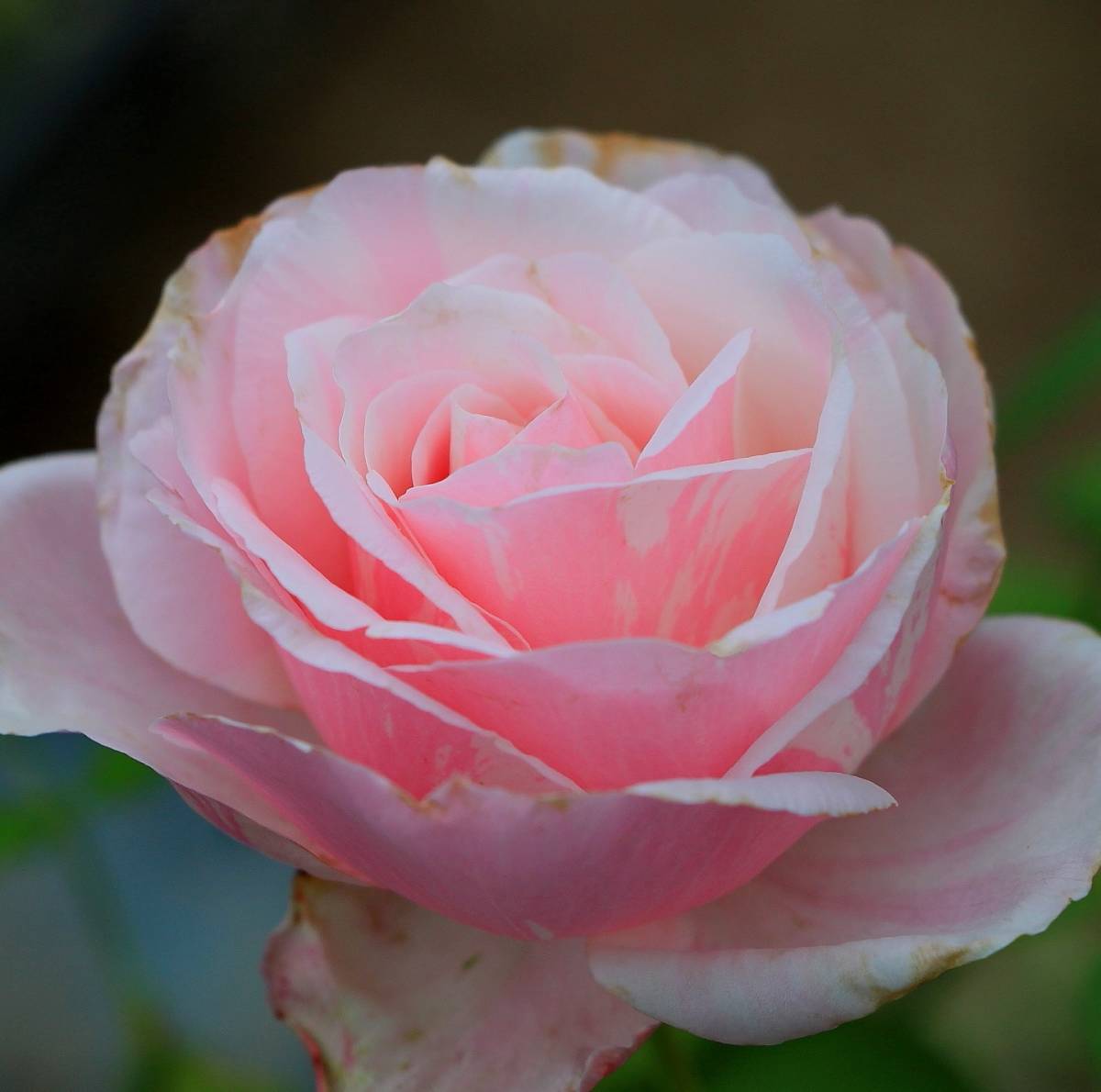 ばら遊人 ｄｅｌ社 ビエドゥー 接木苗 バラ 売買されたオークション情報 Yahooの商品情報をアーカイブ公開 オークファン Aucfan Com