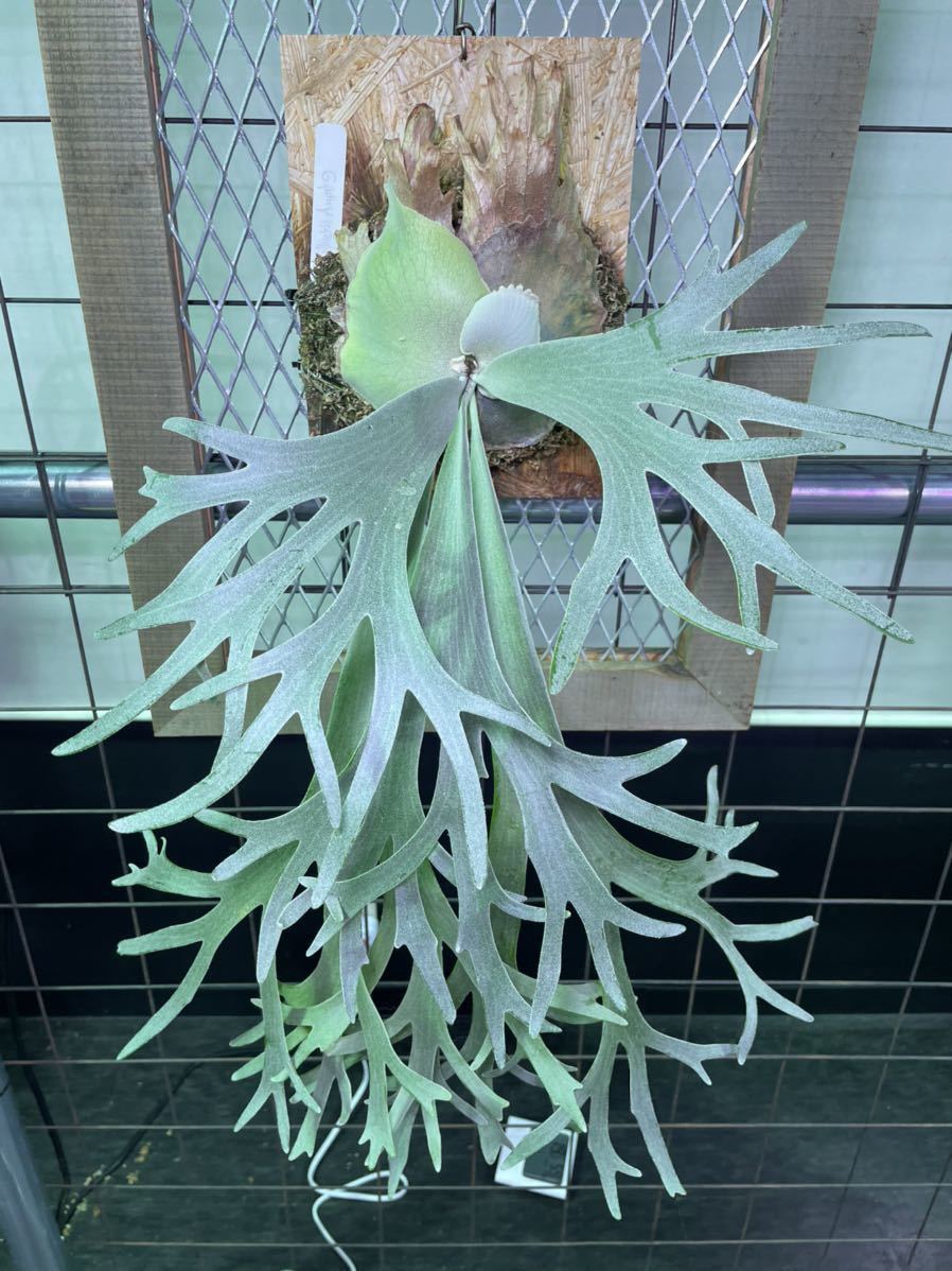 ビカクシダ p.willinckii 'Anapat #9' OC 子株出品 観葉植物 花、園芸