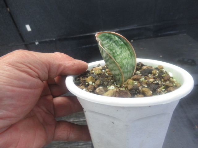ｋｎ １円 サンスベリア ハーウッドドワーフ Sansevieria Horwood Dwarf 0 8ｍ以下 Rosgar Com