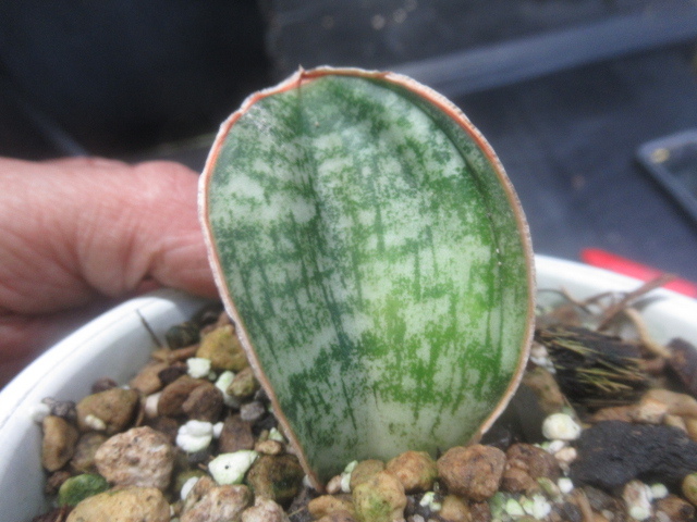 ｋｎ １円 サンスベリア ハーウッドドワーフ Sansevieria Horwood Dwarf 0 8ｍ以下 Rosgar Com