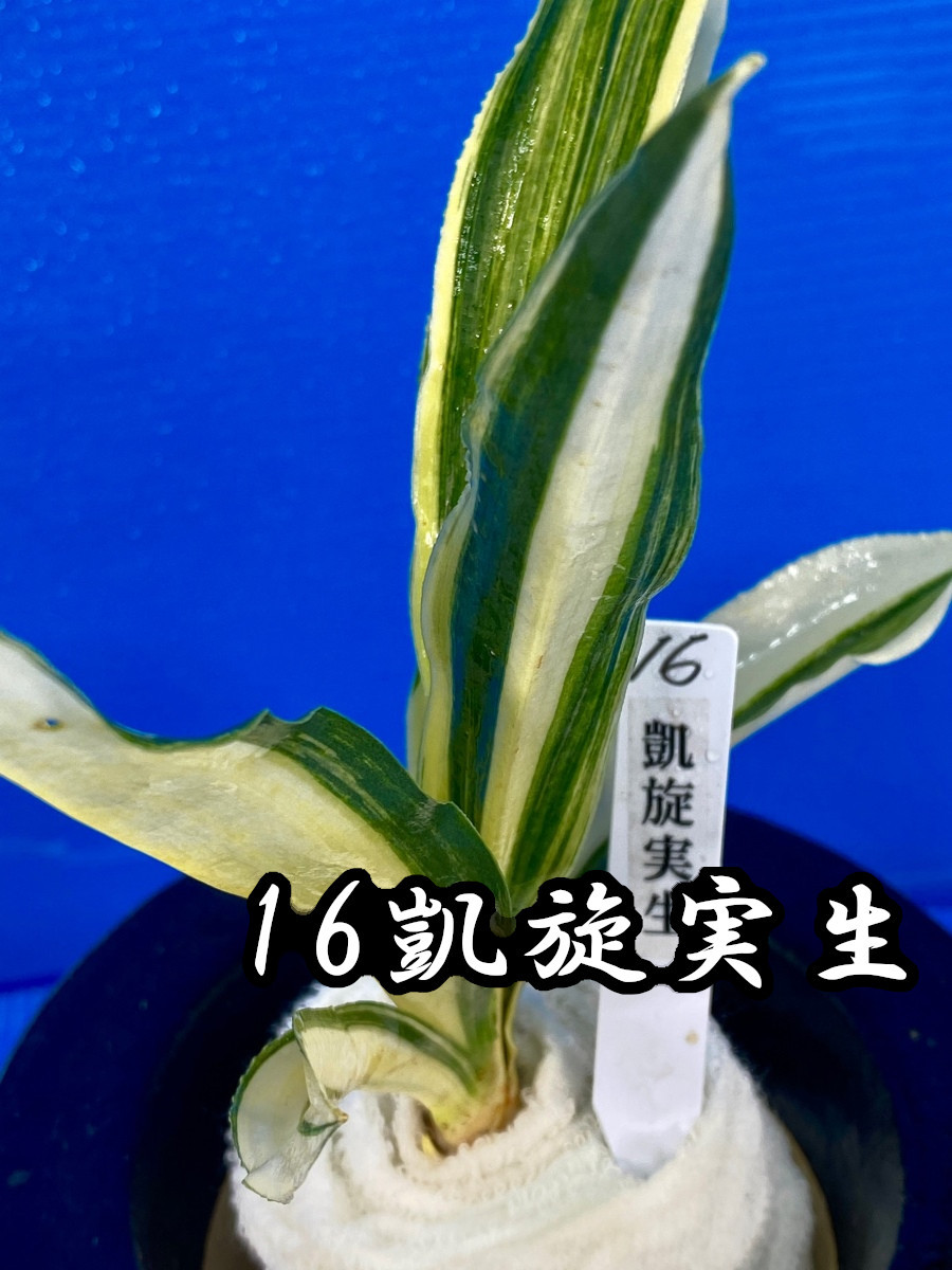 数量限定，本物保証 16 おもと オモト 万年青 凱旋実生 がいせんみしょう 2才木 初生 芽当り 凱旋 千代田城 交配 盆栽 古典 蘭(盆栽)｜売買されたオークション情報、yahooの商品情報をアーカイブ公開 - オークファ その他