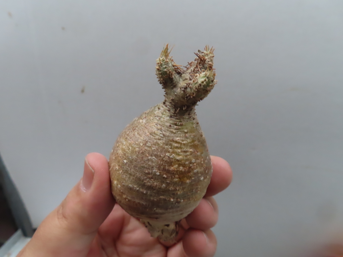 【徳之島グラキリス】丸型実生2.5cm｜選抜株｜白肌美株｜徳之島GROWN ナ004「現地株」パキポディウム グラキリス S 抜き苗【マダガスカル