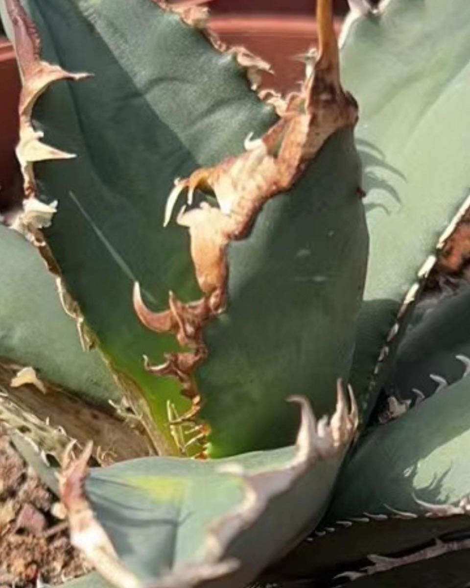 多肉植物アガベ チタノタ 狼人子株 多肉植物アガベ チタノタ 狼人子株