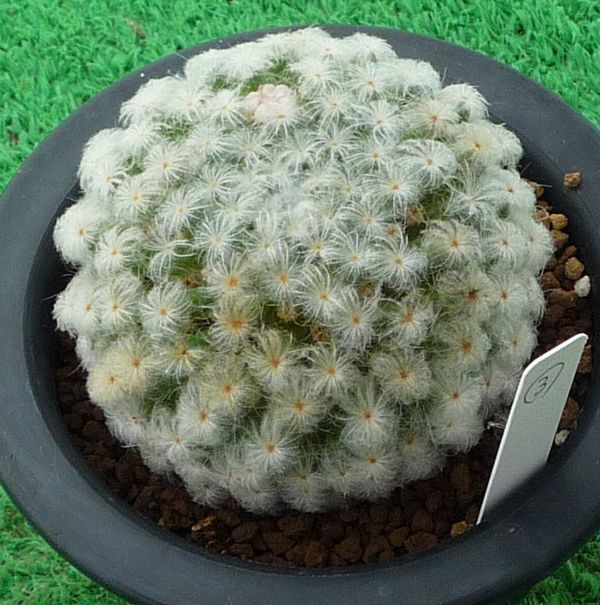 サボテン 多肉植物 仏頭ピンク花白星 3 サボテン 売買されたオークション情報 Yahooの商品情報をアーカイブ公開 オークファン Aucfan Com