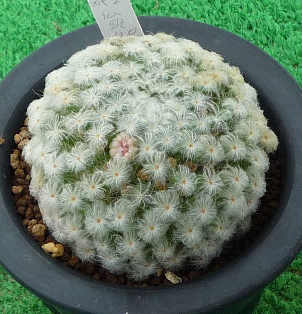 サボテン 多肉植物 仏頭ピンク花白星 3 サボテン 売買されたオークション情報 Yahooの商品情報をアーカイブ公開 オークファン Aucfan Com