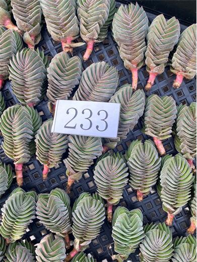 多肉植物 エケベリア クラッスラ ブッダズテンプル サボテン 25個 超美苗 サボテン 観葉植物 花 園芸 東京在庫 最短当日出荷cd233 Www Indianobserver Com