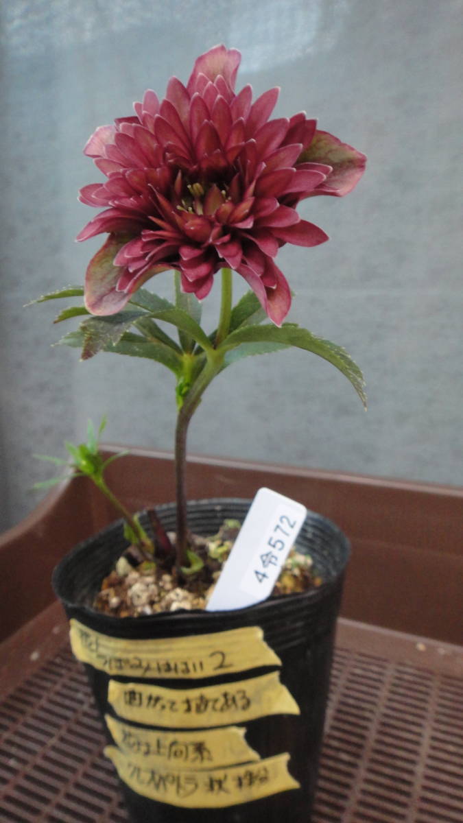 クリスマスローズ開花株 クレオパトラ 1株4令572（昨年秋株分け）広瀬