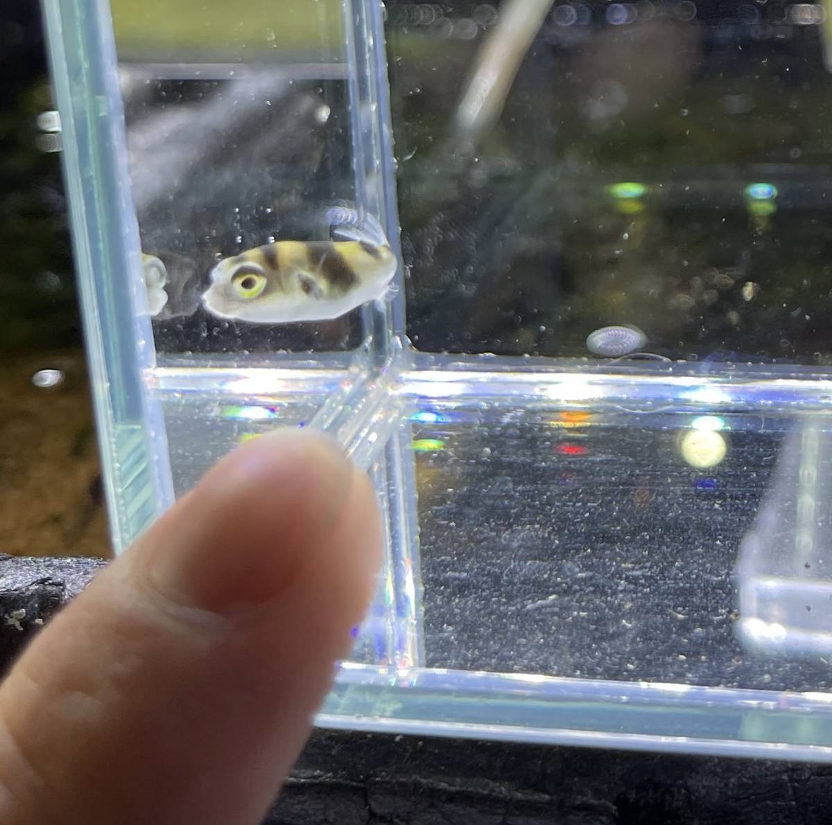 Sサイズ 終生純淡水飼育可 南米淡水フグ 生体 淡水フグ アマゾンパファー 熱帯魚 淡水魚 フグ 飼育 ミニフグ その他 売買されたオークション情報 Yahooの商品情報をアーカイブ公開 オークファン Aucfan Com