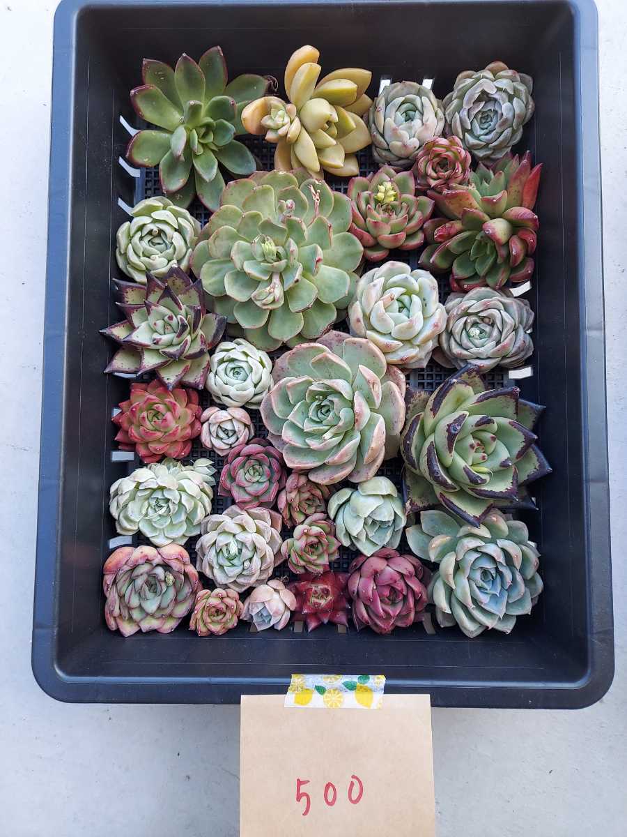 新品，格安 韓国多肉植物 韓国苗 エケベリア Echeveria 321-500 多肉植物 寄せ植えに お名前つきません 岡山在庫 4/5発送(サボテン)｜売買されたオークション情報、yahooの商品情報をアーカイブ公開 - オーク サボテン