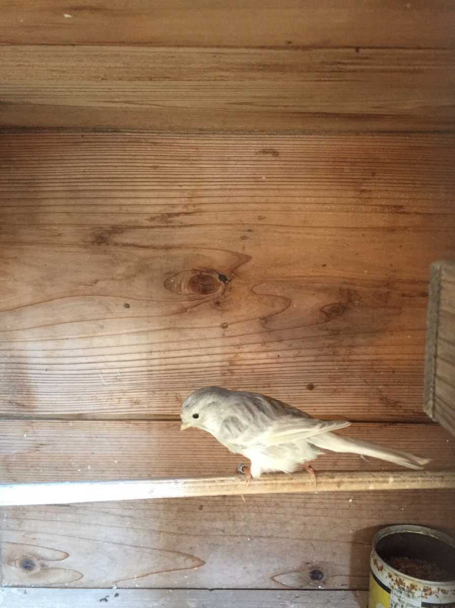 ローラーカナリア 種卵 5個 卵 売買されたオークション情報 Yahooの商品情報をアーカイブ公開 オークファン Aucfan Com ローラーカナリア 種卵 5個 卵 売買されたオークション情報 Yahooの商品情報をアーカイブ公開 オークファン Aucfan Com