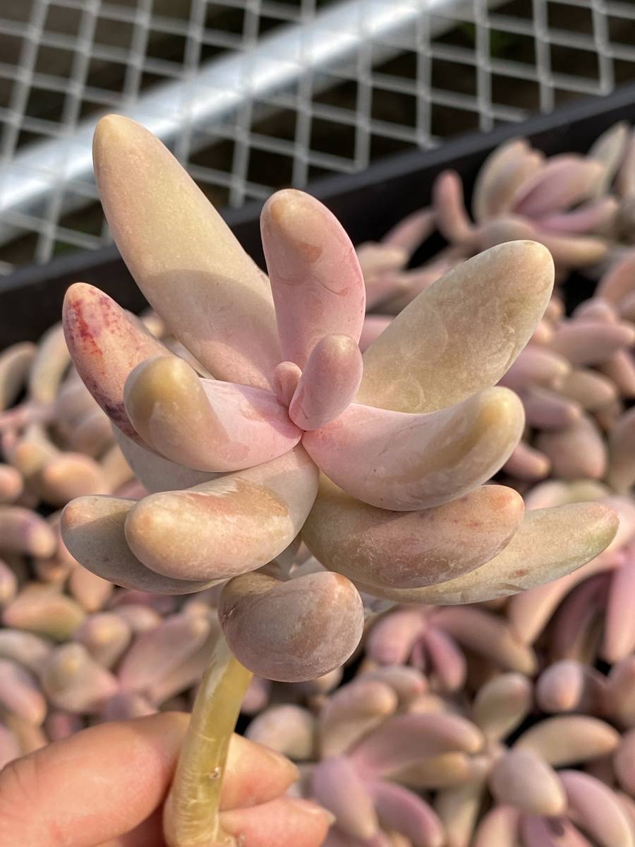 多肉植物 エケベリア ベンケイソウ科 パキセダム属 ガンゾウ 13個 超美苗 サボテン 観葉植物 花 園芸 東京在庫 最短当日出荷dbf252 サボテン 売買されたオークション情報 Yahooの商品情報をアーカイブ公開 オークファン Aucfan Com