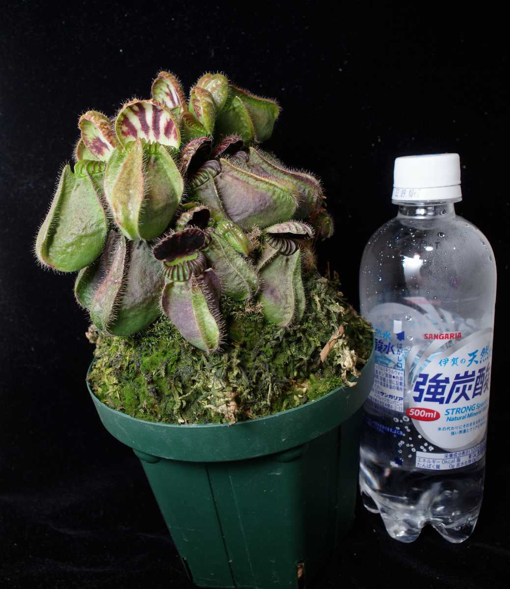 セファロタス seedling of Hummer's Giant BCP 2芽 Cephalotus