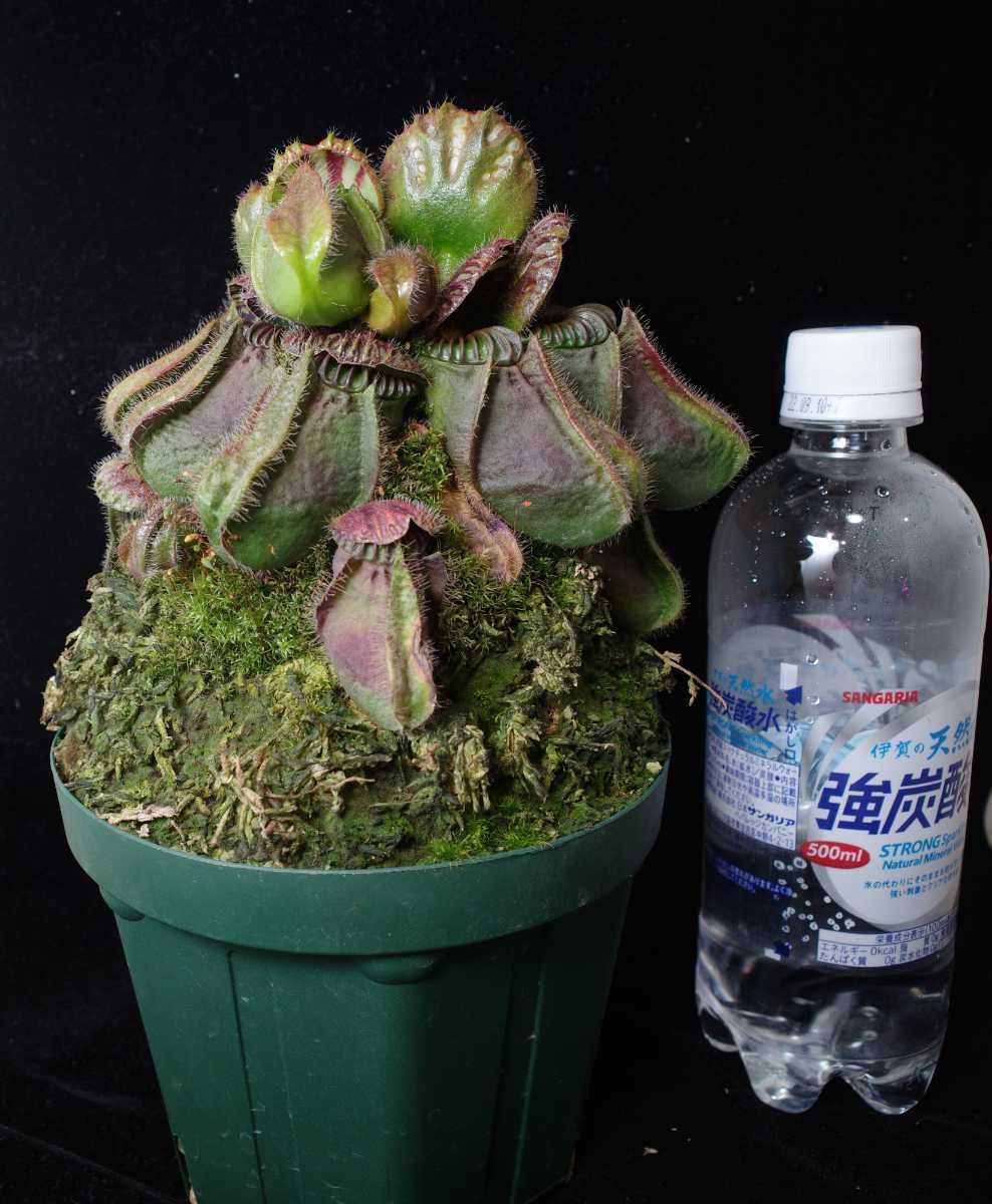 Cephalotus follicularis seedling of Hummer's Giant 01 BCP シード