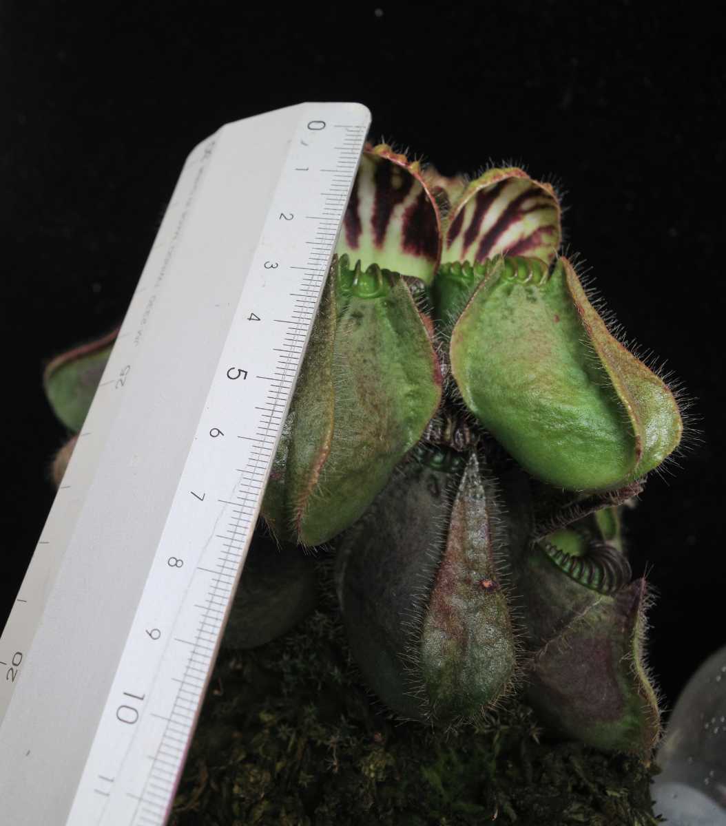 Cephalotus follicularis seedling of Hummer's Giant 01 BCP シード