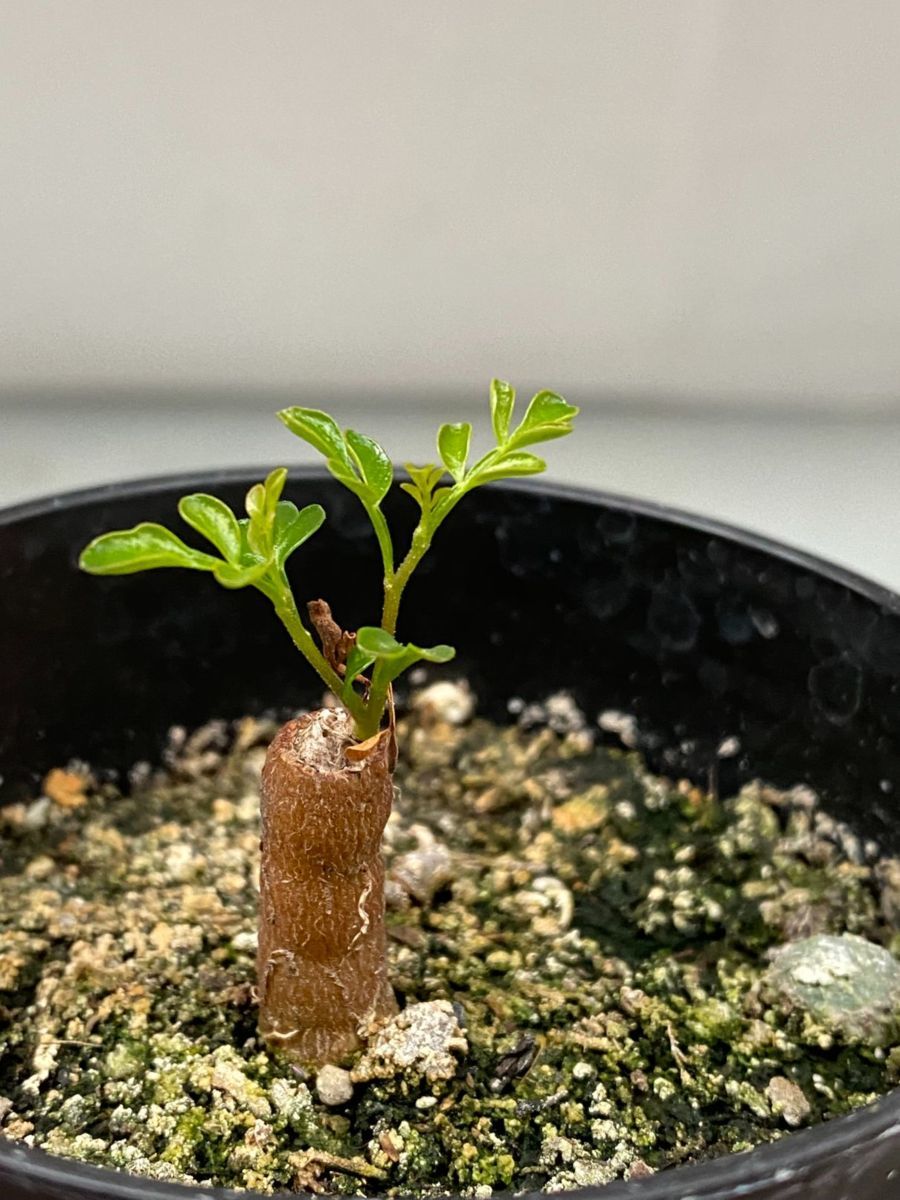 オペルクリカリア パキプス C 根ざし 実生 塊根植物 観葉植物