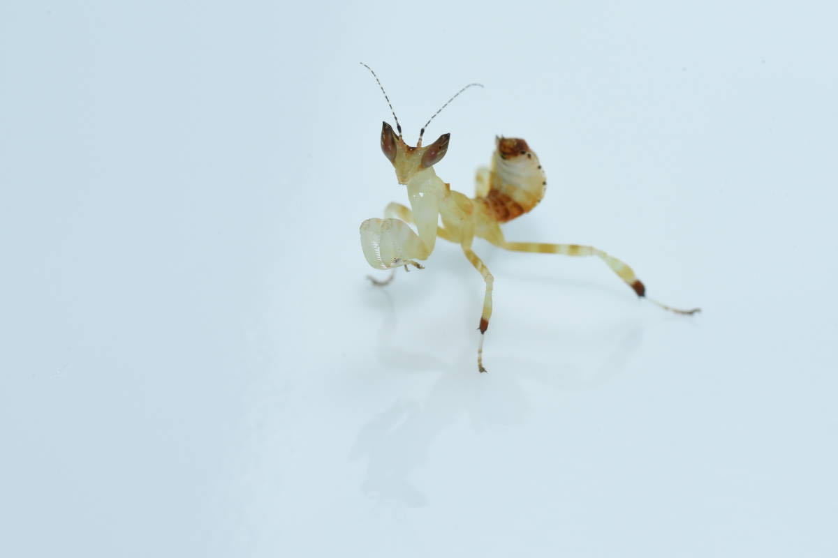 ヒメハナカマキリ Helvia Cardinalis 2齢幼虫 4頭セット Www Amrapalihotel Com