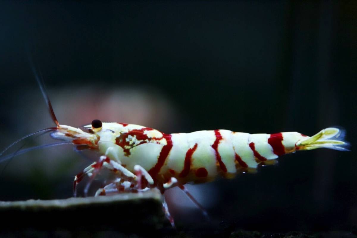 【桜花爛漫】《Howl＆Louis》【太極】Tiger Bee 極上 ⑧