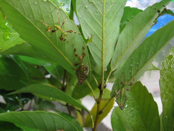 赤字超特価，SALE オオコノハムシ 初令虫10頭(虫類)｜売買されたオークション情報、yahooの商品情報をアーカイブ公開 - オークファン その他