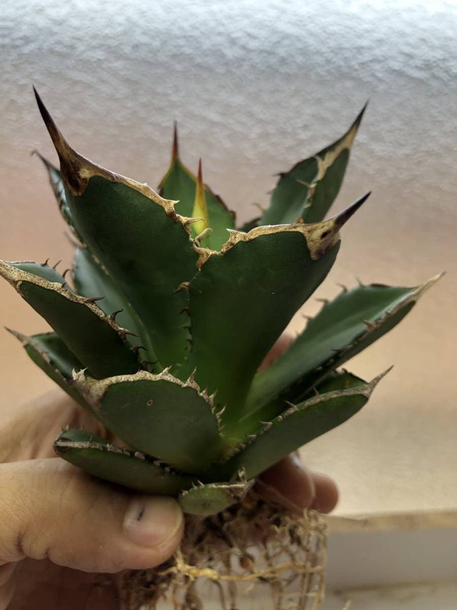 hiiro】アガベ 老白鯨 ② 子株 agave titanota （検 チタノタ オテロイ