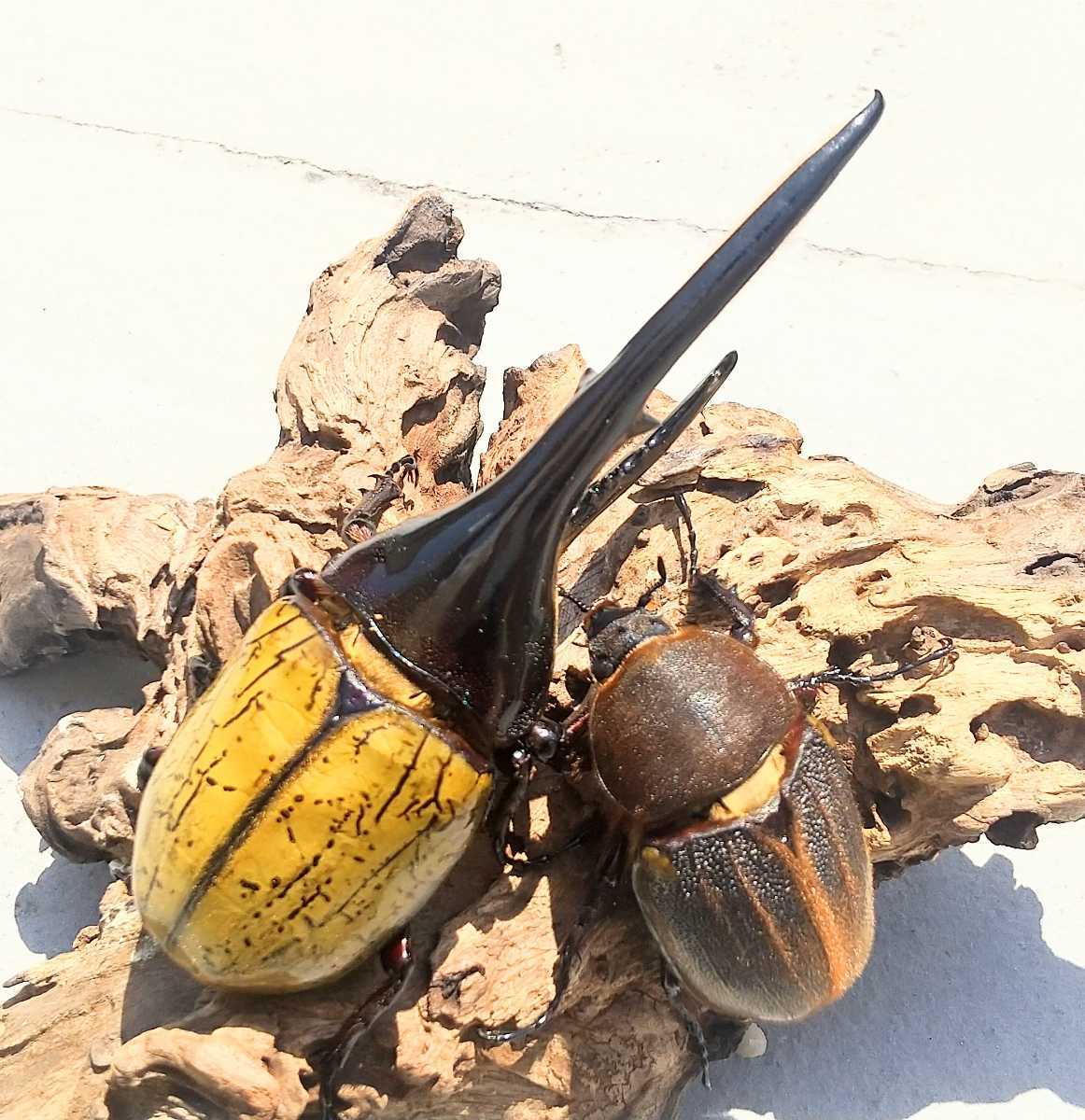 ヘラクレスオオカブト オスメスペア 優良血統 カブトムシ オスメスセット 外国産 売買されたオークション情報 Yahooの商品情報をアーカイブ公開 オークファン Aucfan Com