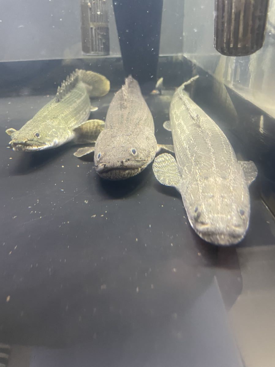 ポリプテルスエンドリケリー　ワイルド　引き取り限定 ポリプテルスエンドリケリー ワイルド 引き取り限定