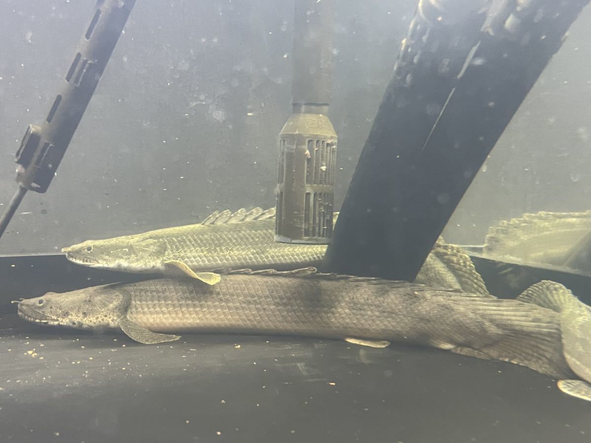 ポリプテルスエンドリケリー ワイルド 引き取り限定