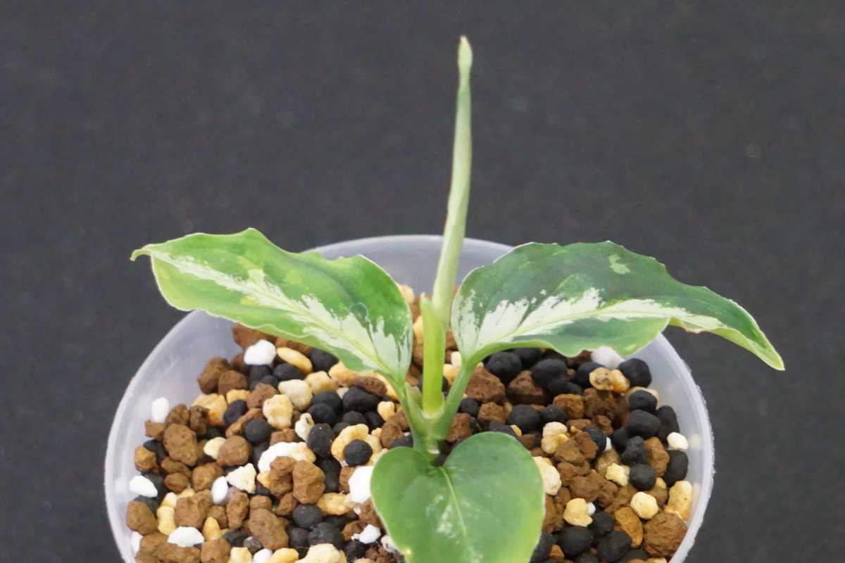 アグラオネマ ピクタム ラプラス Aglaonema pictum”Laplace”UC from 