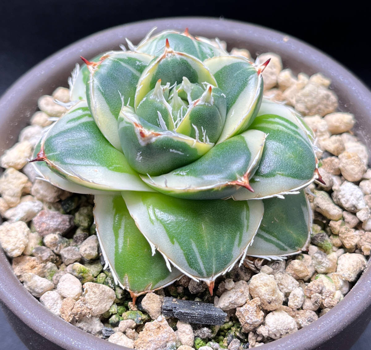 アガベ ピンキー Agave filifera 'Pinky'