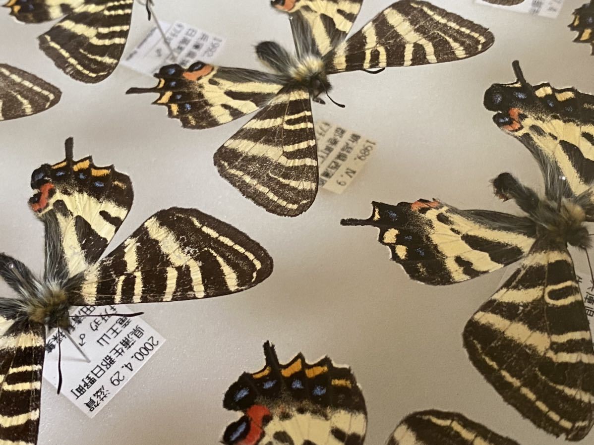 蝶標本 ギフチョウ、ヒメギフチョウ等4種100頭、大型ドイツ標本箱二箱入り
