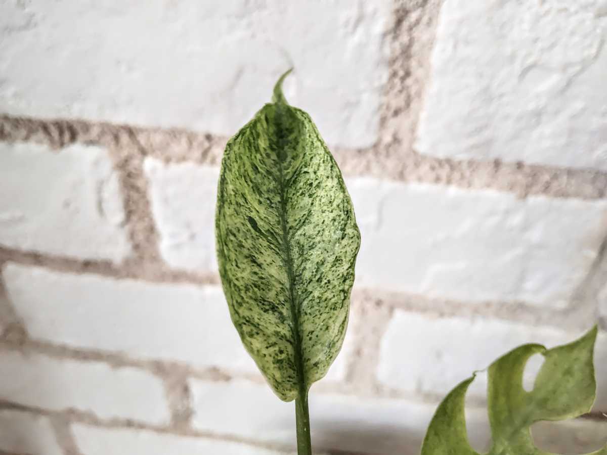 超希少 ラフィドフォラ テトラスペルマ 斑入り ヒメモンステラ 散斑 Rhaphidophora tetrasperma variegata 