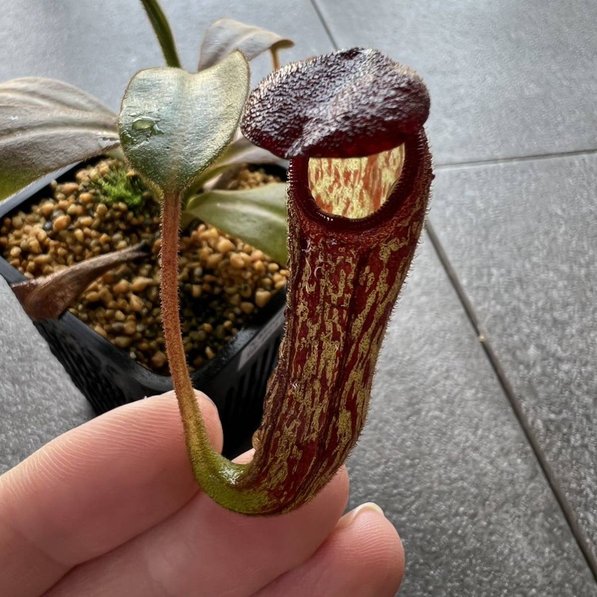 Nepenthes klossii BE4014 clone227 ウツボカズラ 食虫植物 ネペンテス