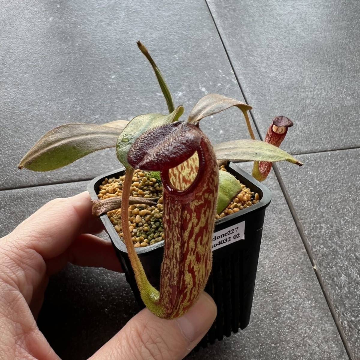 Nepenthes klossii BE4014 clone227 ウツボカズラ 食虫植物 ネペンテス