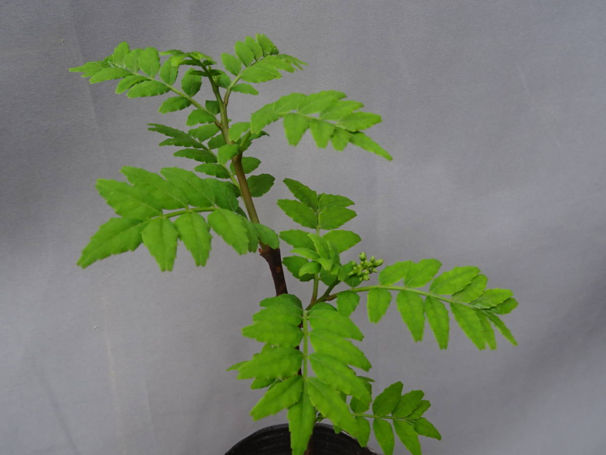 朝倉山椒の挿し木 第４種便 選択可 その他 売買されたオークション情報 Yahooの商品情報をアーカイブ公開 オークファン Aucfan Com