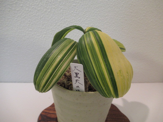 INZ観音竹【☆(大黒天の縞！) ！Rhapis Excelsa！スプリングフェアー