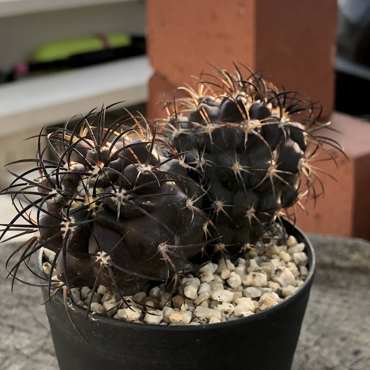 グリセオビオラセア 栗星玉 コピアポア Copiapoa サボテン 