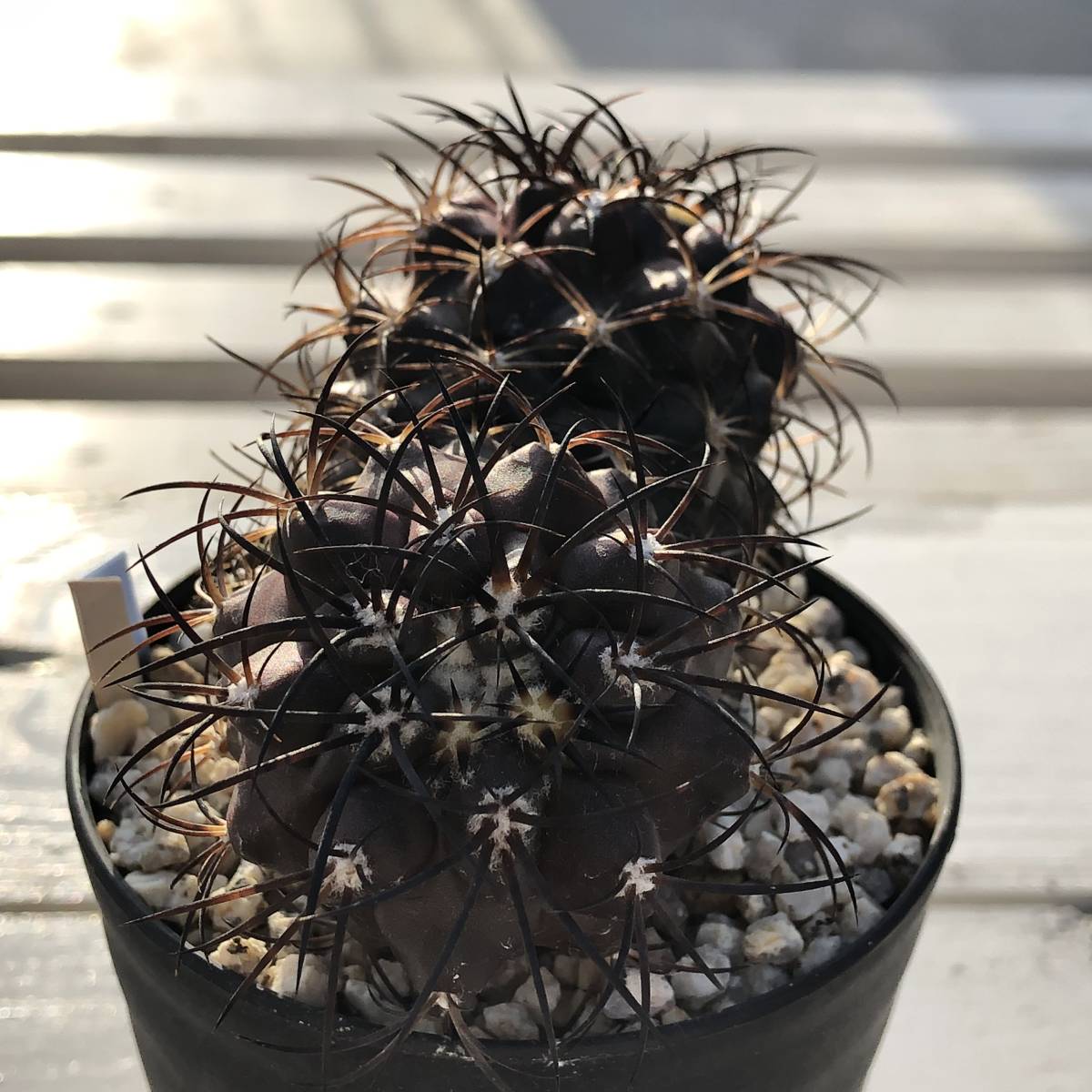 グリセオビオラセア 栗星玉 コピアポア Copiapoa サボテン 