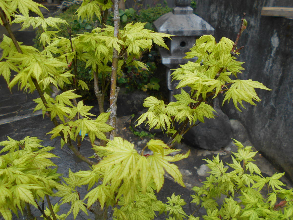 新緑から紅葉も絶品 鴫立沢もみじ 涼しげな斑