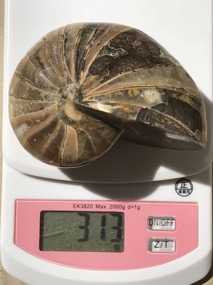 マダガスカル産オウムガイノーチラス・アンモナイト化石約9.0cm 総重量