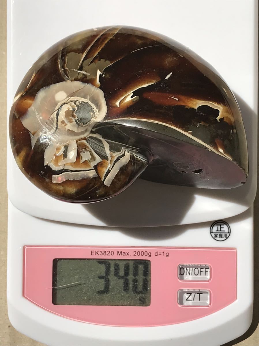 マダガスカル産オウムガイノーチラス・アンモナイト化石約9.0cm 総重量