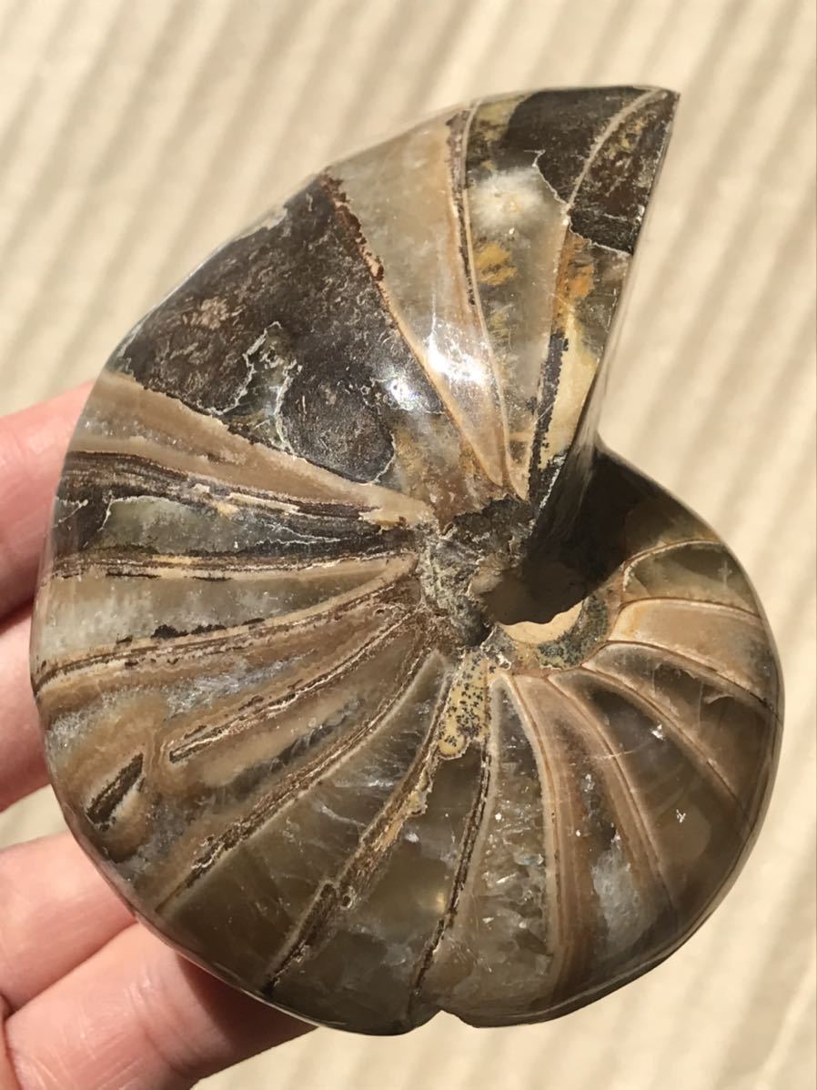 マダガスカル産オウムガイノーチラス・アンモナイト化石約9.0cm 総重量