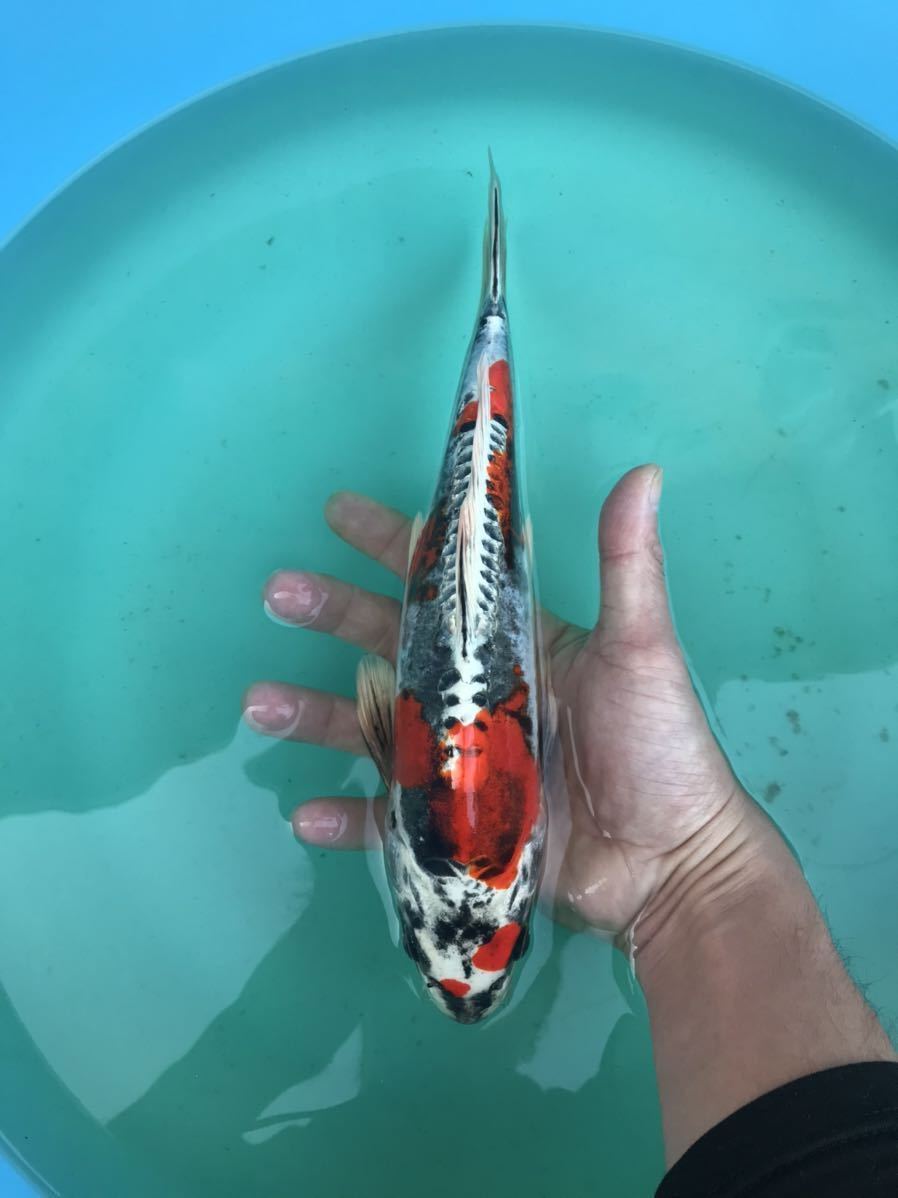 祝い鯉 若鯉＆幼魚大会 ライブ鯉上位入賞鯉紹介 |【成田養魚園株式会社】初鯉