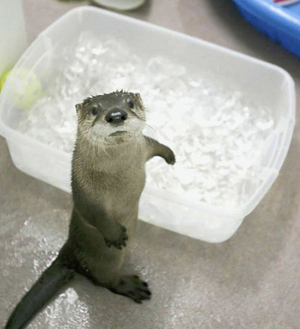 相互評価 高評価 可愛い動物画像 カワウソ 画像データ 売買されたオークション情報 Yahooの商品情報をアーカイブ公開 オークファン Aucfan Com