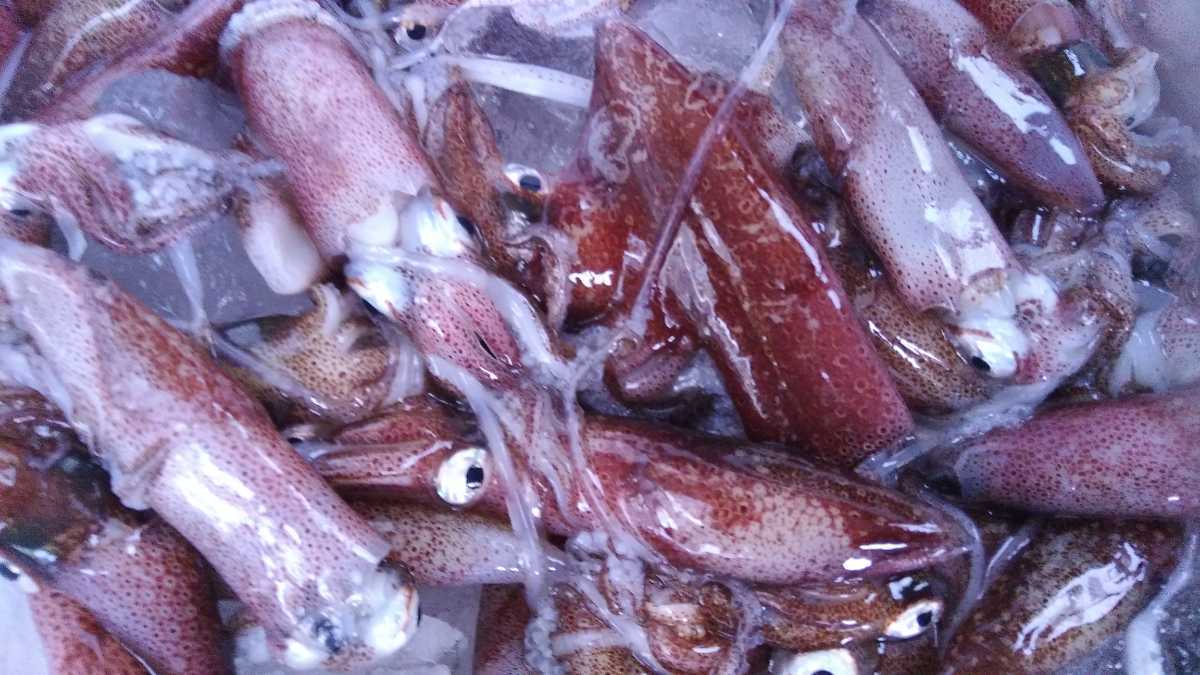 イカ 小小イカ類 ヤリイカ マイカ 手首 10 15cm1500g2980円 冷凍餌 売買されたオークション情報 Yahooの商品情報をアーカイブ公開 オークファン Aucfan Com