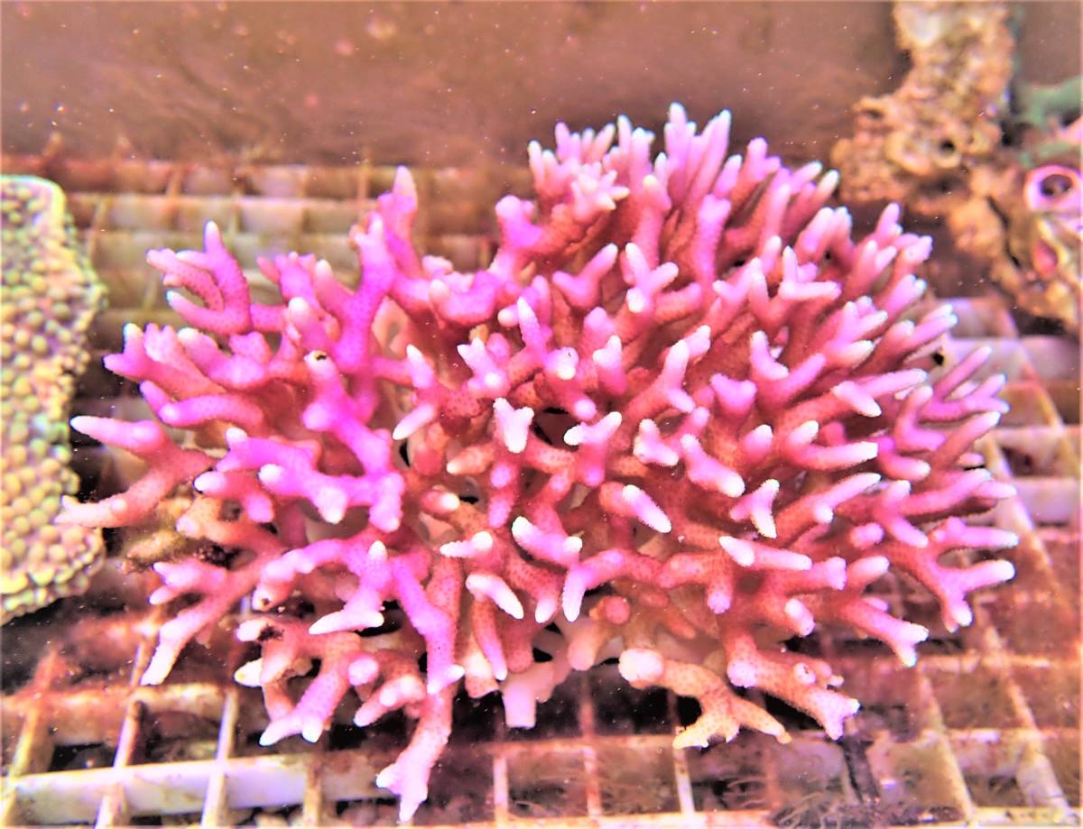 Coral Sea Japan トンガ産 トゲサンゴ ピンク 3 H 評価が5以下方