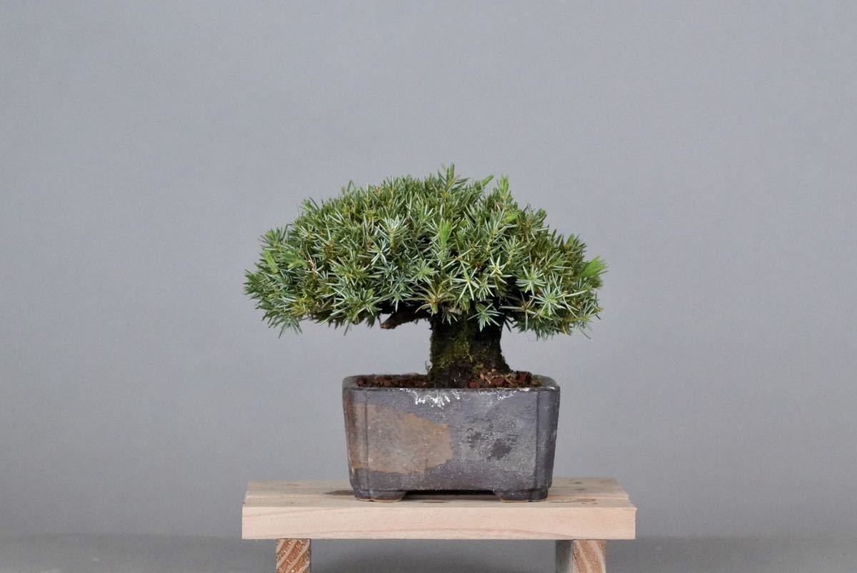 小品盆栽 ミニ杜松 逸品