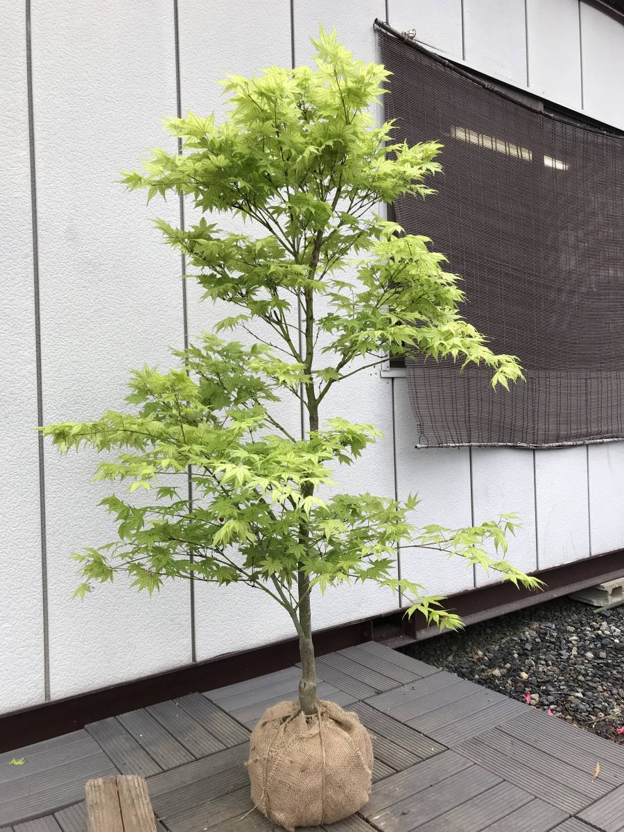 ヤマボウシ　3.5m強　シンボルツリー　引き取り限定 ヤマボウシ 3.5m強 シンボルツリー 引き取り限定 常緑ヤマボウシ