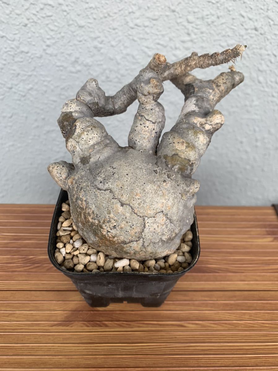 観葉植物 【現地球・発根管理中】パキポディウム・グラキリス（塊根