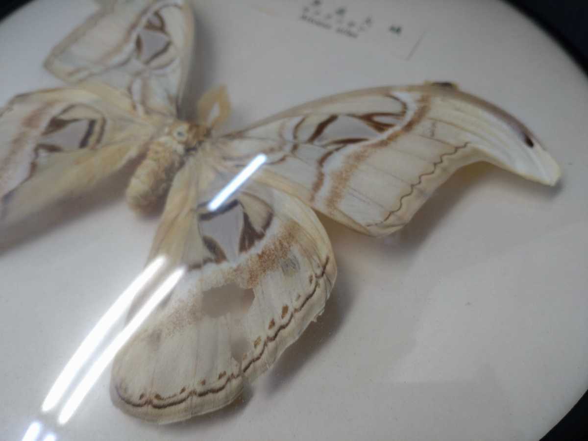 ヨナグニサン 昆虫 標本 ヨナグニサン 世界最大蛾 標本 昆虫 蛾 与那国