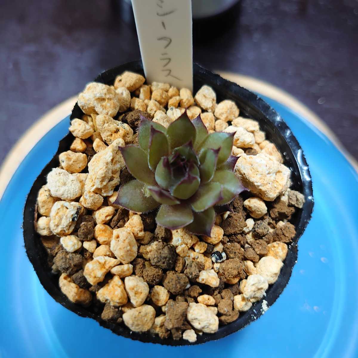 多肉植物 センペルビウム サッシーフラス NO.268(サボテン)｜売買され